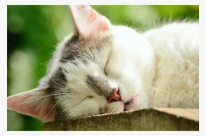 Medium Image - Relax Cat #1081118