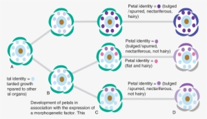 Schematic Sequence Of Events During Floral Development - Circle #1081519