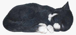 Sleeping Cat Black/whit Real Life Resin Ornament By - Black Cat Sleeping Png #1081524