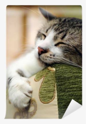 Cat #1081907