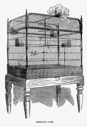Birdcage Clipart Vintage Birdcage - Birdcage #1083008