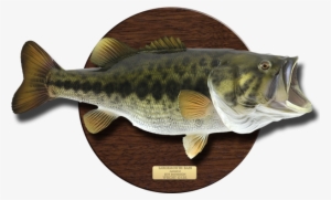 For Information Or To Order, Simply Call 942-1417 Or - Bass Fish On Plaque #1083150