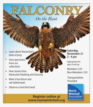 Png Falcon - Halcon Peregrino En Vuelo #1084834