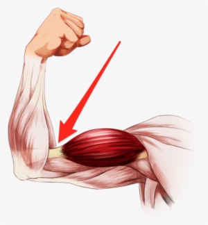Elbow Clipart Flexed Arm - Illustration #1085079