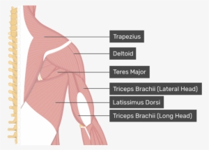 Image Showing Superficial Muscles Of The Back And Posterior - Teres Minor #1085124