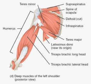 The Muscles Of The Rotator Cuff And Arm, Posterior - Schulter Muskeln #1085125