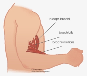 Shoulder Muscle 12 - Bicep Muscle Pain #1085169