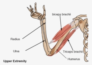 Muscle Clipart Muscle Biceps - Biceps Brachii Contraction #1085245
