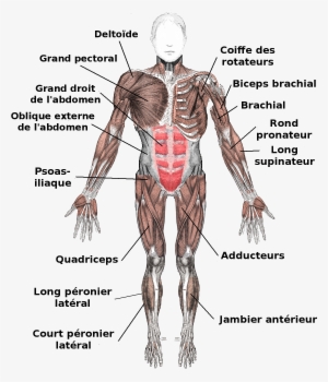Muscles Anterior Labeled Fr - Tendons And Ligaments In The Body #1085384