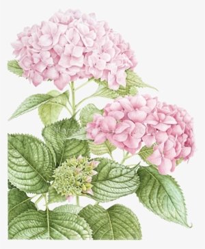 277 - Botanical Art Hydrangea #1085386