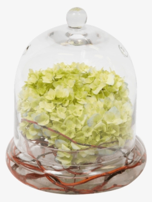 Bowl Of Beauty Hydrangea • $24 - Bean Sprouts #1085387