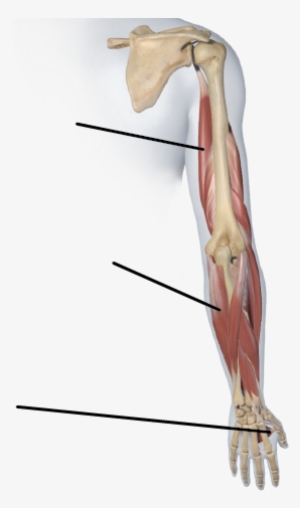 Lines Indicate Muscle Location, And Do Not Point Out - Longbow #1085435