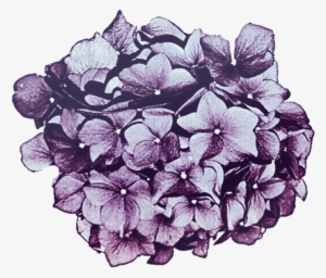 Lavender Purple Hydrangea By Jeanicebartzen27 On Deviantart - Purple Flowers Tumblr Png #1085456