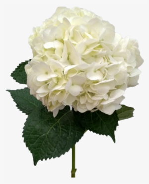 Hydrangea White Super Select - Hydrangea #1085596