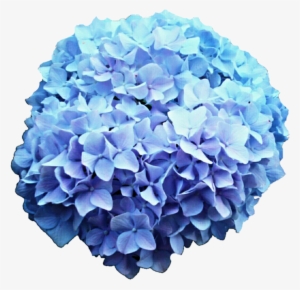 Hydrangea Clipart Blue Hydrangea - Hydrangea Transparent #1085616