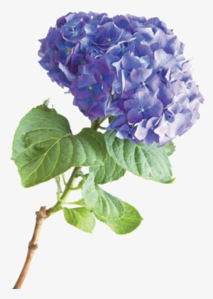 Hydrangea - American Greetings We Love You, Mom, Birthday Card #1085756