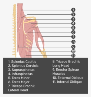 Test Yourself Image Of Posterior View Of Back And Right - Triceps Brachii Muscle #1085837