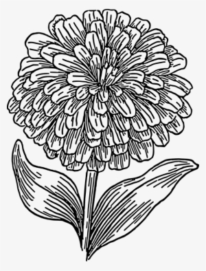 Free Image On Pixabay Biology Plant Flower - Marigold Flower Coloring Pages #1085841