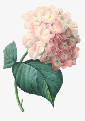 Explore Hydrangeas, Hydrangea Flower And More - Pierre Joseph Redoute Hortensia #1085996