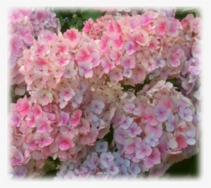 Wild Things Grow - Гортензия Пильчатая Розовая #1086025