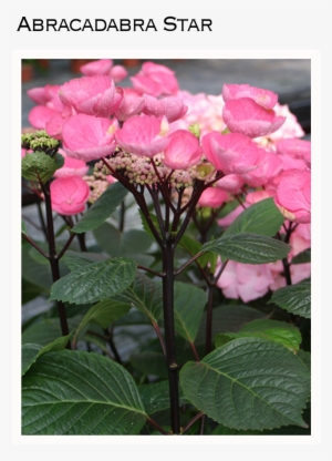 For People Who Are In Love With The Idea Of Endless - Hydrangea Macrophylla Black Steel #1086222