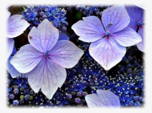 Hydrangea Mariesii Variegata #1086263
