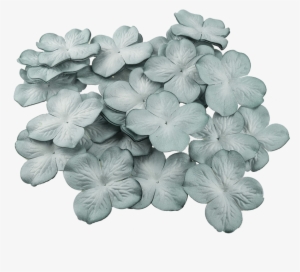 50 2-tone Cadet Blue Hydrangea Blooms - Hydrangea #1086314