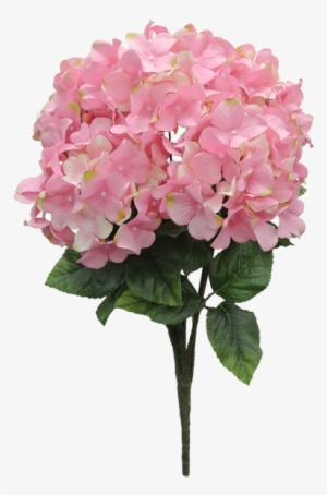 Image - Hydrangea #1086338