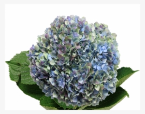 Hydrangea S-collection Antique Blue - Hydrangea #1086543