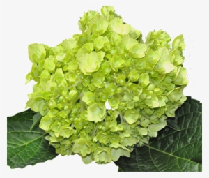 Minigreen Lime - Premium Green Lime Hydrangea #1086759