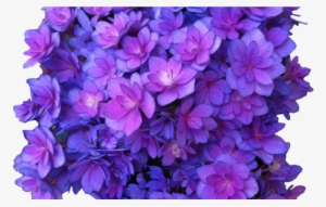 Flower Purple Png Multi Transparent Hydrangea Transparent - Purple Flower Transparent #1086837