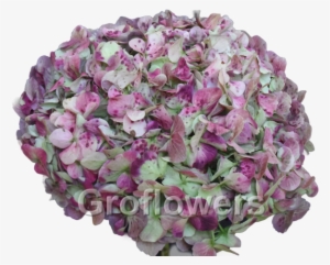 Lime Antique Green - Natural Antique Green Hydrangeas #1086865