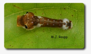 Bird Droppings, Snake Eyes, Dead Leaves - Spicebush Swallowtail #1086982