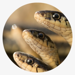 Mac23 Photo Essay Snakes Carousel - Donald Trump #1087349