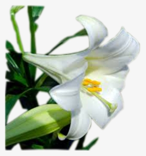Easter Lily Plant - Easter Lily #1087467