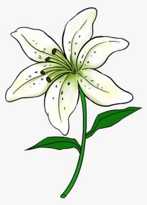 How To Draw A Lily - Easy Drawings Of Lilies #1087469