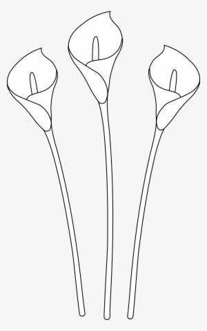 Calla Lilies Line Art - Drawing #1087540 Calla Lilies Line Art - Drawing #1087540