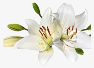 Easter Lily Clip - Lilies Png #1087665