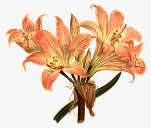 Jersey Lily Drawing Botanical Illustration Botany Free - Botanical Illustration Latest Flowers Png #1087668