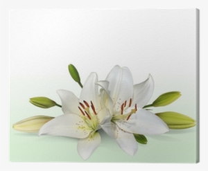 Easter Lily Flowers, Also Known As November Lilies #1087738
