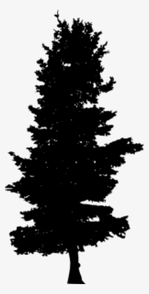 Free Png Pine Tree Silhouette Png Images Transparent - Evergreen Tree Silhouette Png #1087809 Free Png Pine Tree Silhouette Png Images Transparent - Evergreen Tree Silhouette Png #1087809