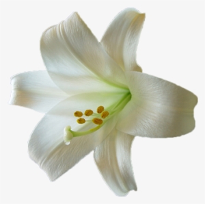 First Holy Communion - Easter Lily Transparent #1087839
