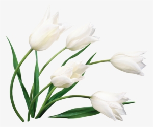 6 - 30 - Lilies Flower Images Hd Download #1087858