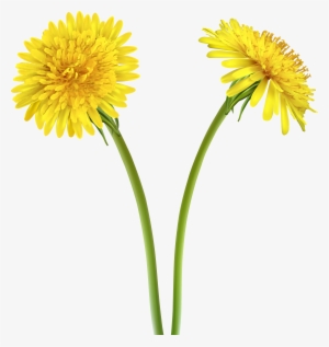 Dandelions Transparent Clip Art #1087859 Dandelions Transparent Clip Art #1087859