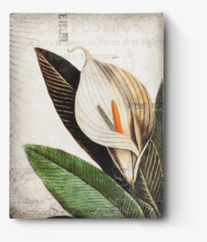 Calla Lily T452 - Sid Dickens Inc #1087886