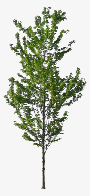 Tall Pine Tree Silhouette Png For Kids - Skinny Tree #1087964