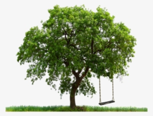 I Like How Full The Leaves Are On This Tree - Large Tree #1087990