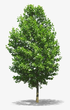 Dicas Para O Cultivo De Árvores Em Calçadas - Photoshop Trees #1087996