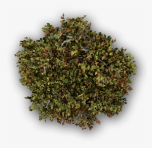 Maple-b - Za Atar Kruiden #1088037