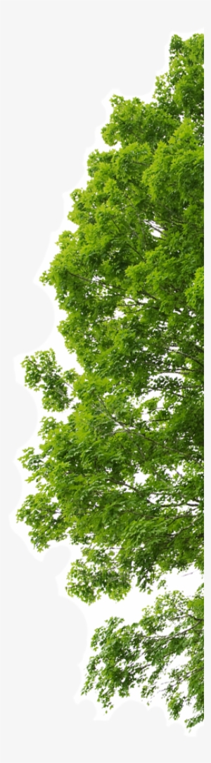 Minerio Ferro Bg Arvore - Canoas #1088040